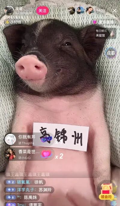 冷门赛道日赚679.8米，零技术含量！（小白也能快速上手的直播赛道）